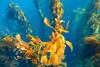 Deep,Down.,Underwater,Image,Of,Kelp,Off,The,Shores,Of