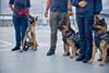 Airport,Security,Workers,With,Two,German,Shepherd,Dogs,And,Malinois