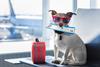 Holiday,Vacation,Jack,Russell,Dog,Waiting,In,Airport,Terminal,Ready