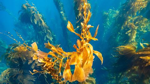 Deep,Down.,Underwater,Image,Of,Kelp,Off,The,Shores,Of