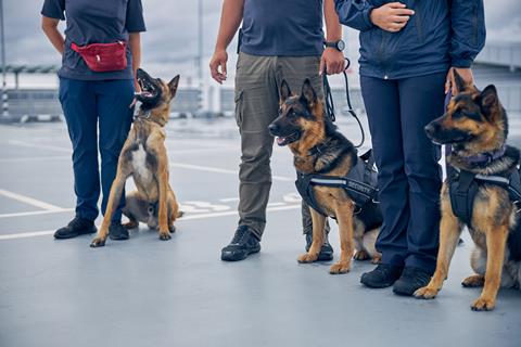 Airport,Security,Workers,With,Two,German,Shepherd,Dogs,And,Malinois